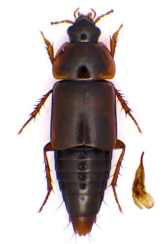 Tachinus humeralis